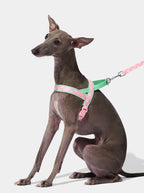 Vetreska Flora Pet Harness & Leash Set - Conjunto Peitoral e Guia