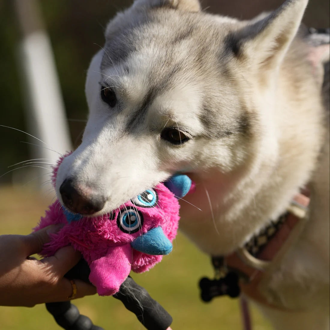 Qmonster Brinquedo para cachorro - 2in1 Monstro Gen 1 - Rosa Grande
