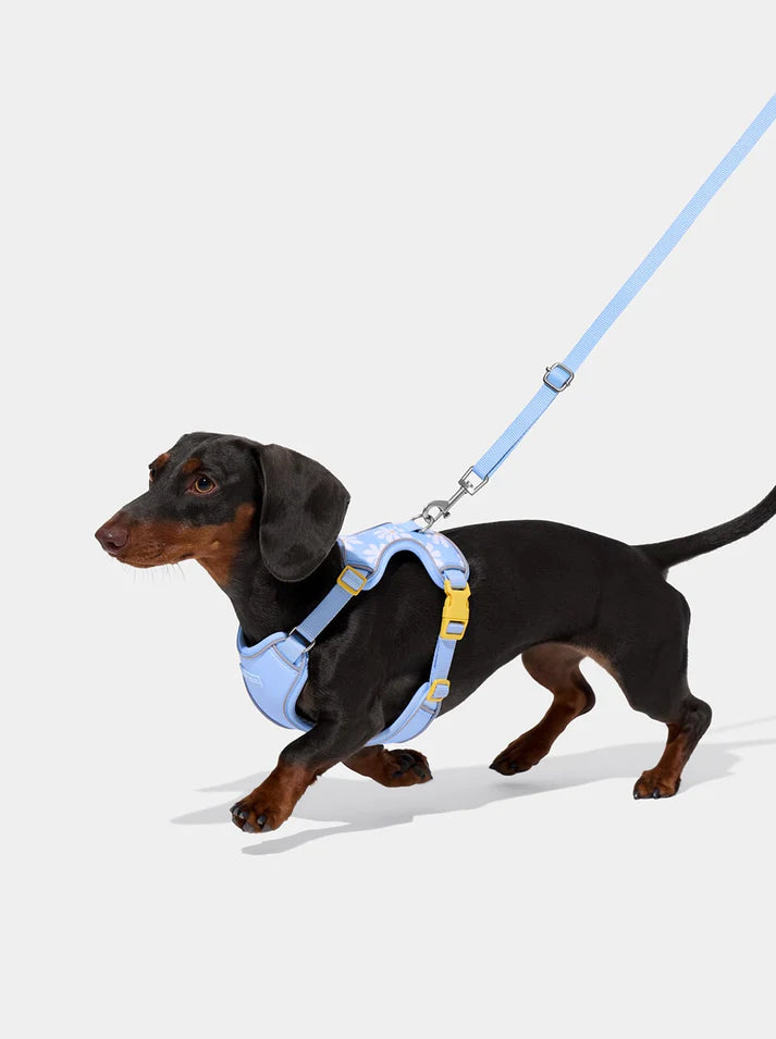 Vetreska Daisy Pet Harness & Leash Set - Peitoral e Guia