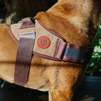 Peitoral FlyHarness Naturals Cocoa Zee.Dog