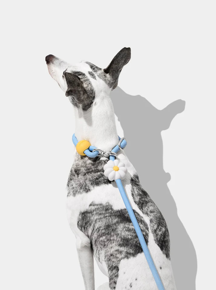 Vetreska Connect Daisy Hands Free Rope Leash for Pets - Guia de Mãos Livres
