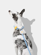 Vetreska Connect Daisy Hands Free Rope Leash for Pets - Guia de Mãos Livres