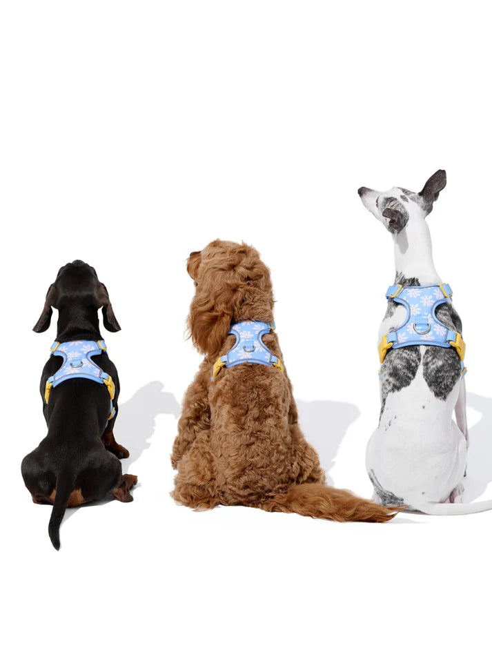 Vetreska Daisy Pet Harness & Leash Set - Peitoral e Guia