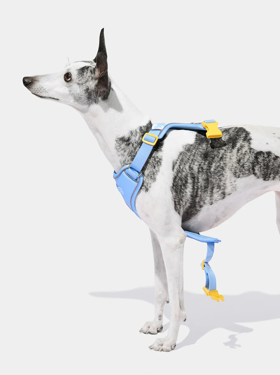 Vetreska Daisy Pet Harness & Leash Set - Peitoral e Guia