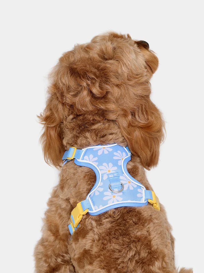 Vetreska Daisy Pet Harness & Leash Set - Peitoral e Guia