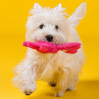 Pelucia Para Cães PETTA - Qmonster Festa Peluda Coelho