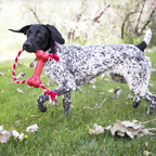 Kong Goodie Bone Médio com Corda para Cachorro