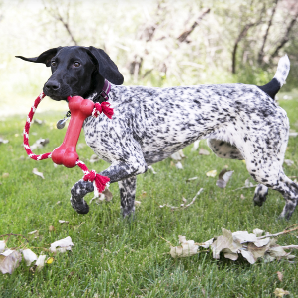 Kong Goodie Bone Médio com Corda para Cachorro