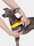 Vetreska Chroma Yellow Pet Harness & Leash Pet - Conjunto Peitoral e Guia