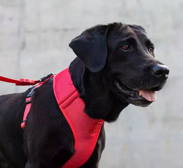 Peitoral Air Mesh Ajustável Pink Led Para Cachorros Zee Dog
