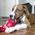 Brinquedo KONG Bola com Corda para Cães de até 16 kg
