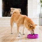 Outward Hound Fun Feeder Slo Bowl Roxo - Comedouro Lento M