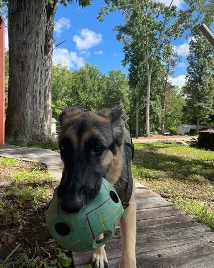 Kong Wiggi Tumble Grande - Brinquedo para cachorro