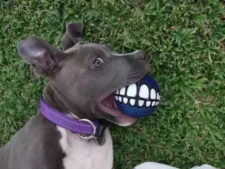 Kong Grinz By Rogz Médio - Brinquedo para cachorro