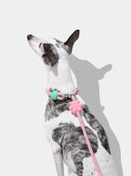 Vetreska Connect Flora Hands-Free Rope Leash for Pets - Guia de Mãos Livres
