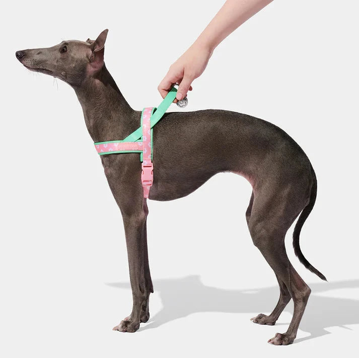 Vetreska Flora Pet Harness & Leash Set - Conjunto Peitoral e Guia