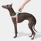 Vetreska Flora Pet Harness & Leash Set - Conjunto Peitoral e Guia