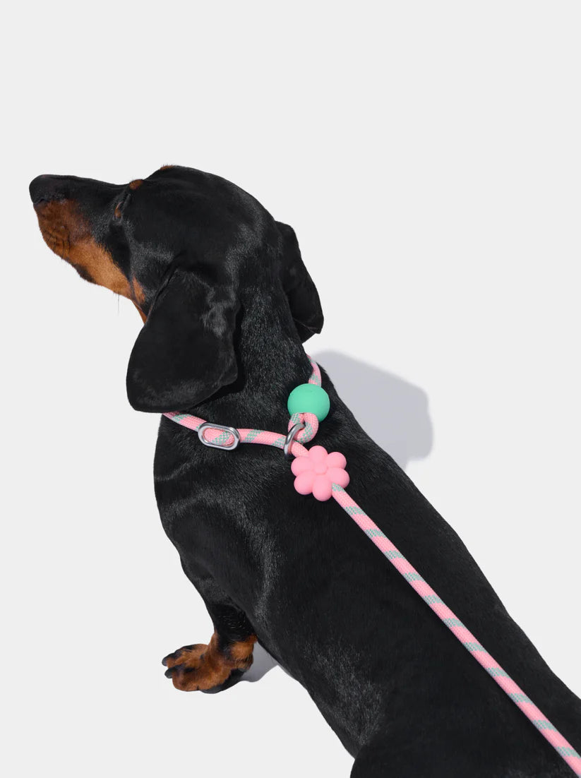 VETRESKA Connect Lite Rope Leash - Guia Leve de Corda - Flora