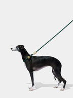 VETRESKA Santal Forest Hands-Free Rope Leash for Pets - Guia de Mãos Livres