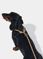 VETRESKA Connect Lite Rope Leash - Guia Leve de Corda - Coffee