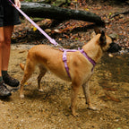 Peitoral para Cachorros H NeoPro Ultra Violet Zee.Dog