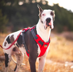 Outward Hound Adventure - Peitoral para Cachorro