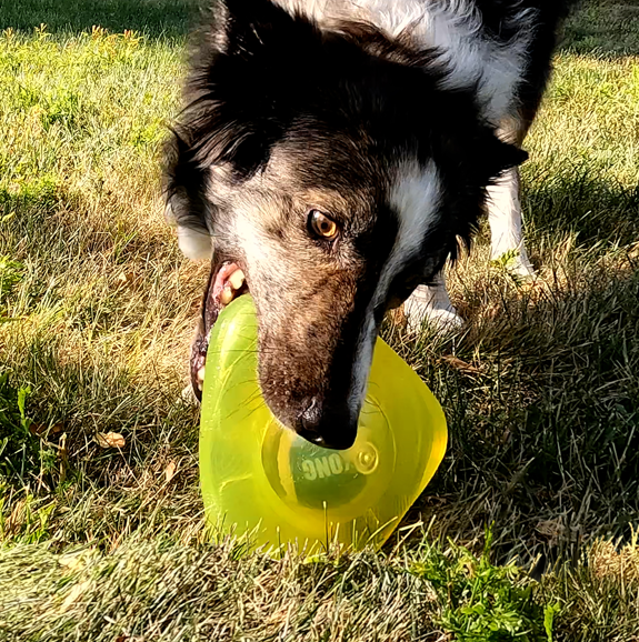 KONG Jumbler Flinger - Brinquedo para cachorro