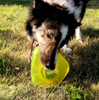 KONG Jumbler Flinger - Brinquedo para cachorro