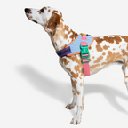 Peitoral para Cachorros ZeeDog Fly Harness Galaxy