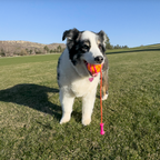 KONG Bunji High-Viz Ball Média - Bola para cachorros
