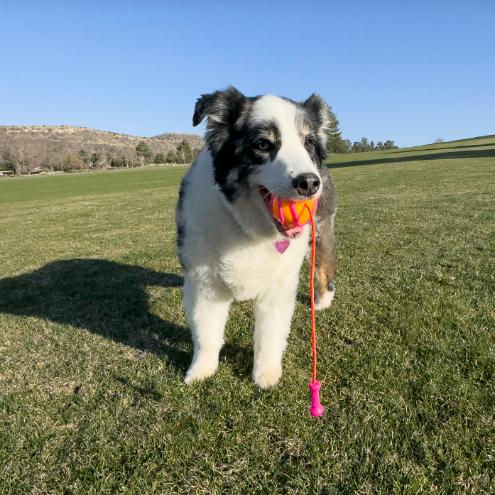 KONG Bunji High-Viz Ball Média - Bola para cachorros