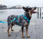 Peitoral H Para Cachorros Ultimate Blue Zee Dog
