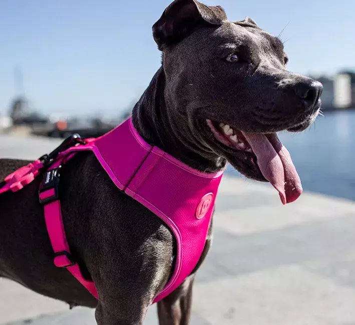 Peitoral Air Mesh Ajustável Pink Led Para Cachorros Zee Dog