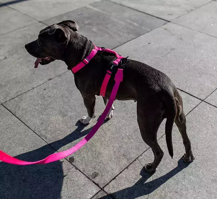 Peitoral H Para Cachorros Pink Led Zee Dog