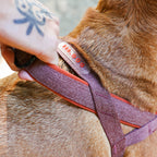 Peitoral Antipuxão SofterWalk Naturals Cocoa Zee.Dog
