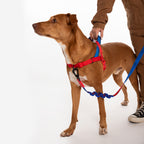 Peitoral Para Cachorros Zee Dog Softer Walk Antipuxão Marvel Homem-Aranha