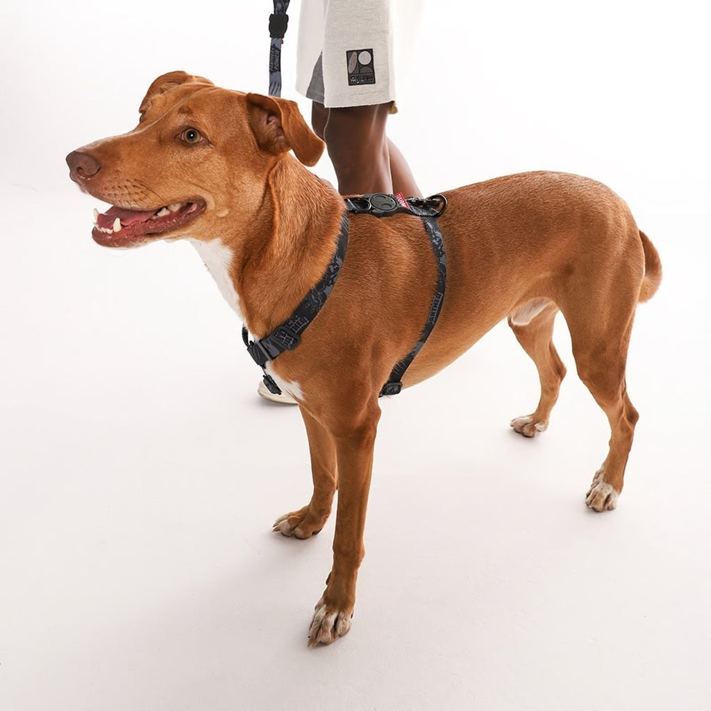 Zee Dog Peitoral H Marvel Pantera Negra para Cães