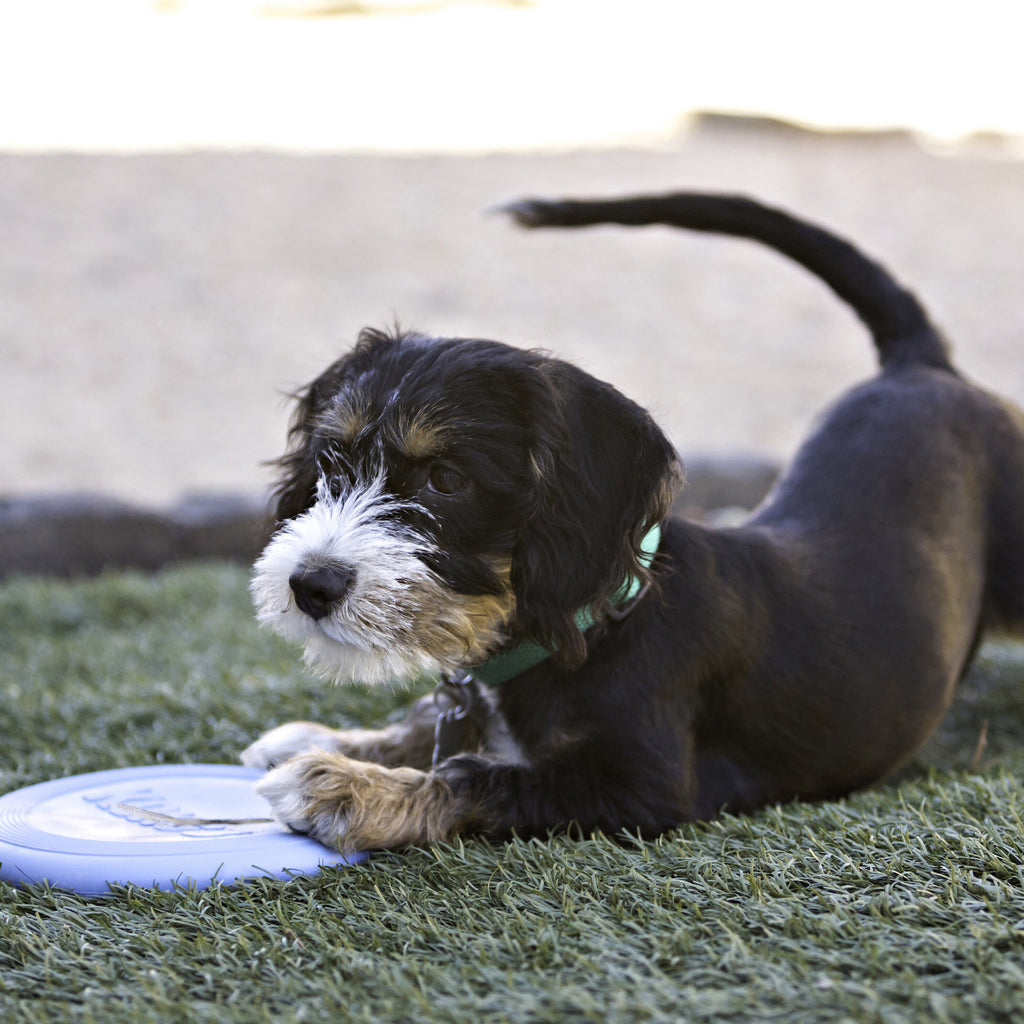 Kong Puppy Flyer - Brinquedo para cachorro