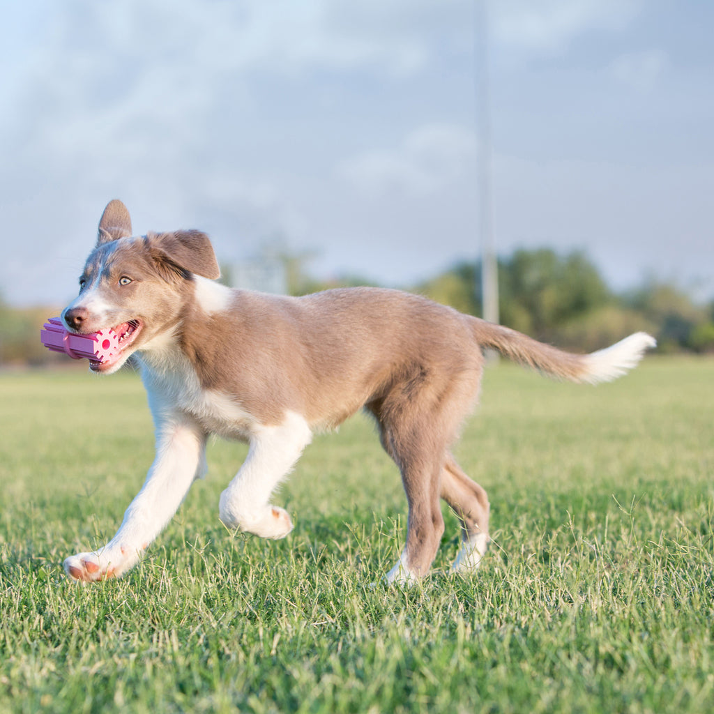 Puppy Teething Stick - Brinquedo Para Filhotes