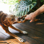 Brinquedo de Puxar para Cachorros Naturals Zee.Dog