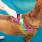 Peitoral Para Cachorros Zee Dog Softer Walk Antipuxão H3D Jelly