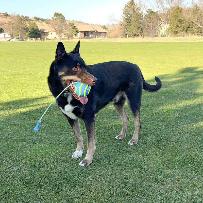 KONG Bunji High-Viz Ball Grande - Bola para cachorros