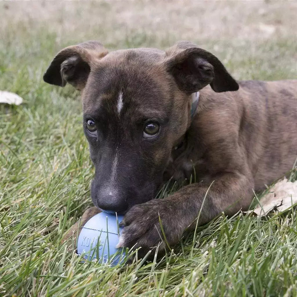 Kong Puppy Ball Recheável - Brinquedo para cachorro