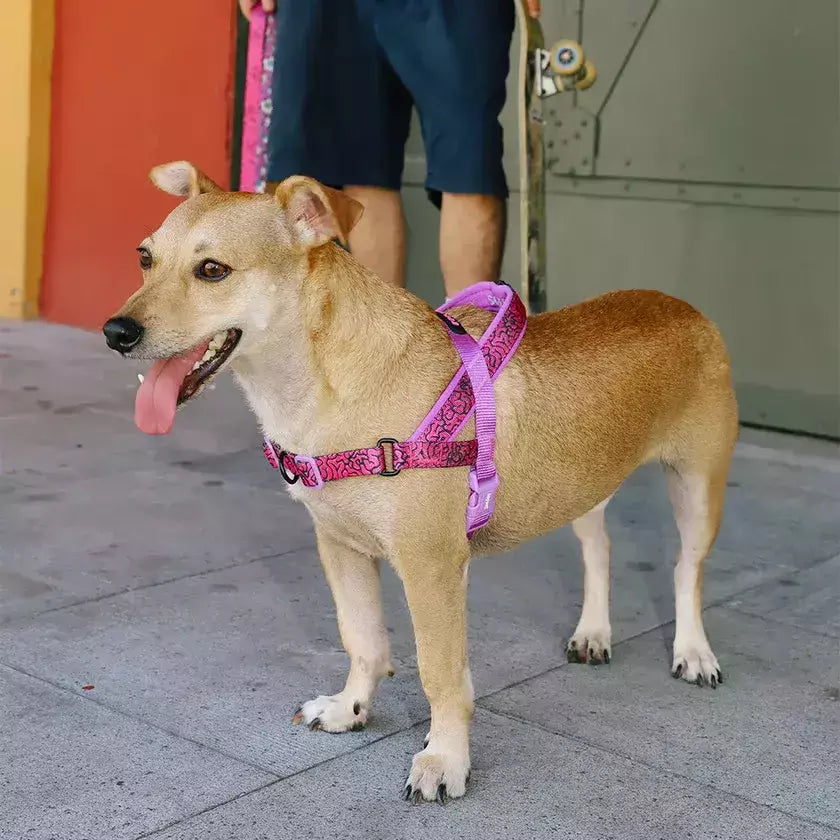 Peitoral Para Cachorros Zee Dog Softer Walk Antipuxão Brain