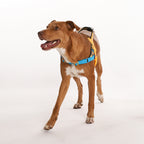 Peitoral Para Cachorros Zee Dog Softer Walk Antipuxão Marvel Wolverine