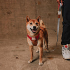 Peitoral para Cachorros Air Mesh Ajustável Reebok Suede