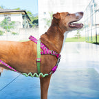 Peitoral Para Cachorros Zee Dog Softer Walk Antipuxão H3D Jelly