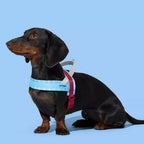 Vetreska Mist & Merlot Pet Harness & Leash Set - Conjunto Peitoral e Guia