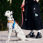 Vetreska Peitoral Chroma e Guia Red Conjunto para Cachorro