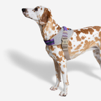 Peitoral para Cachorros ZeeDog Fly Harness ACG